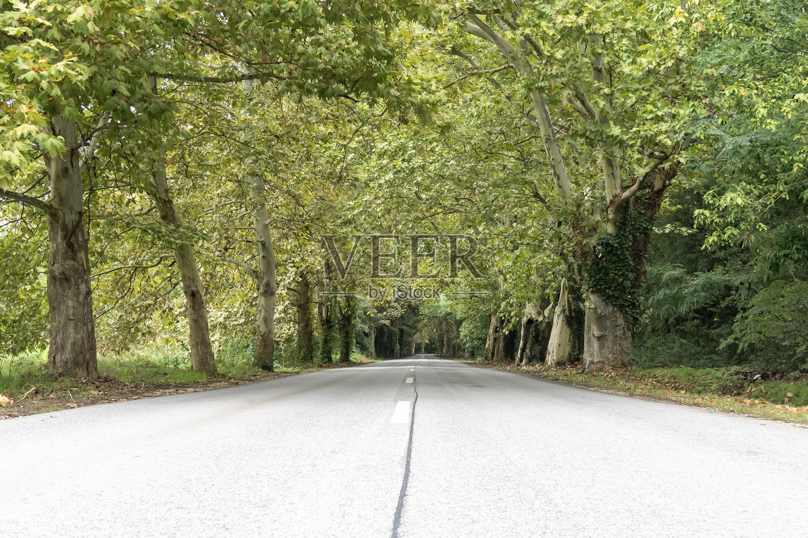 匈牙利初秋的乡村道路，两旁种满了悬铃木（Platanus hispanica）。照片摄影图片