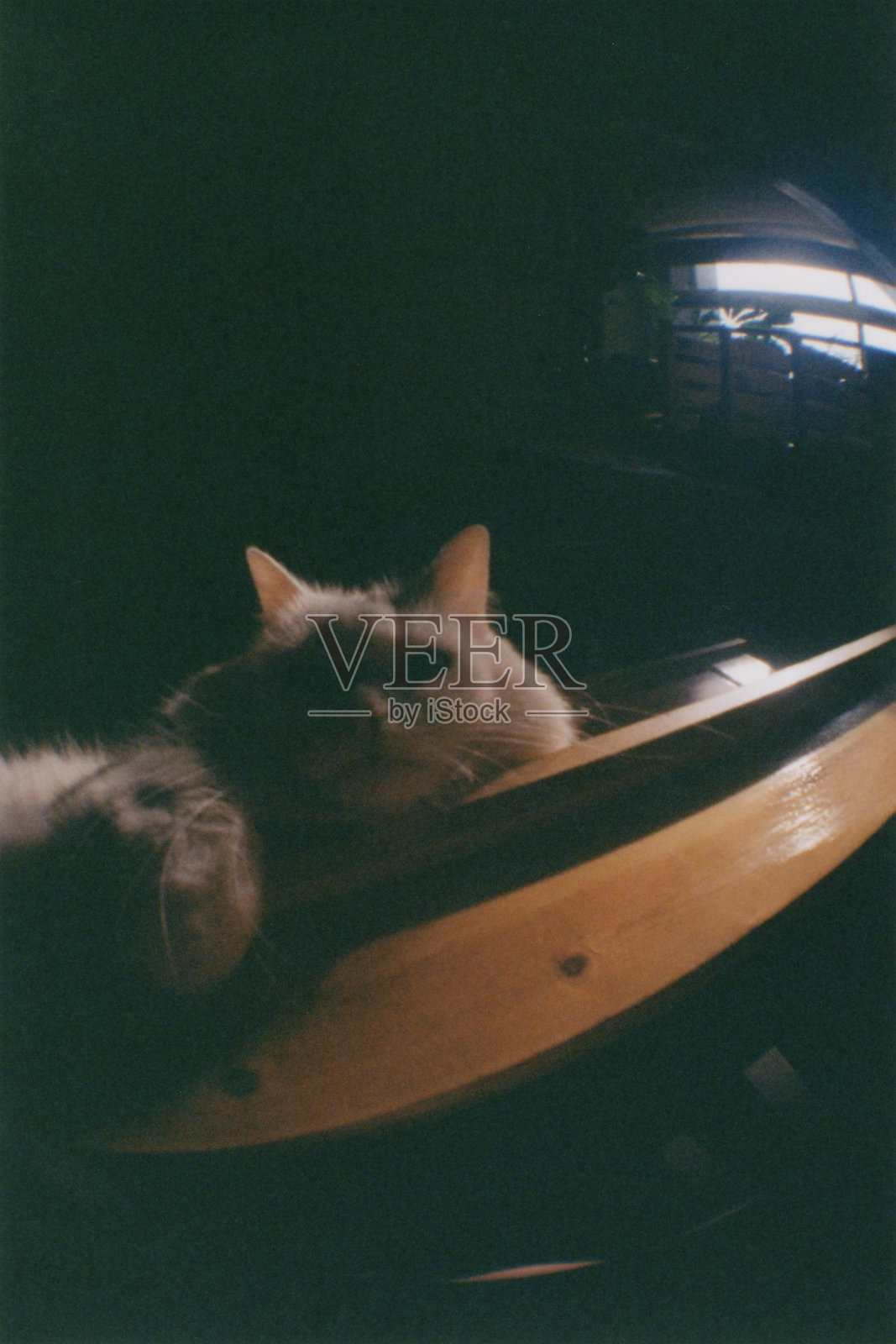 从下方拍摄的白色土耳其安哥拉猫肖像，坐在家居室内的木凳上。鱼眼镜头摄影。照片摄影图片