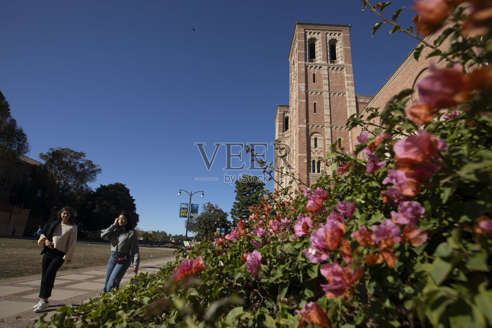 加利福尼亚大学洛杉矶分校罗伊斯大厅UCLA照片摄影图片