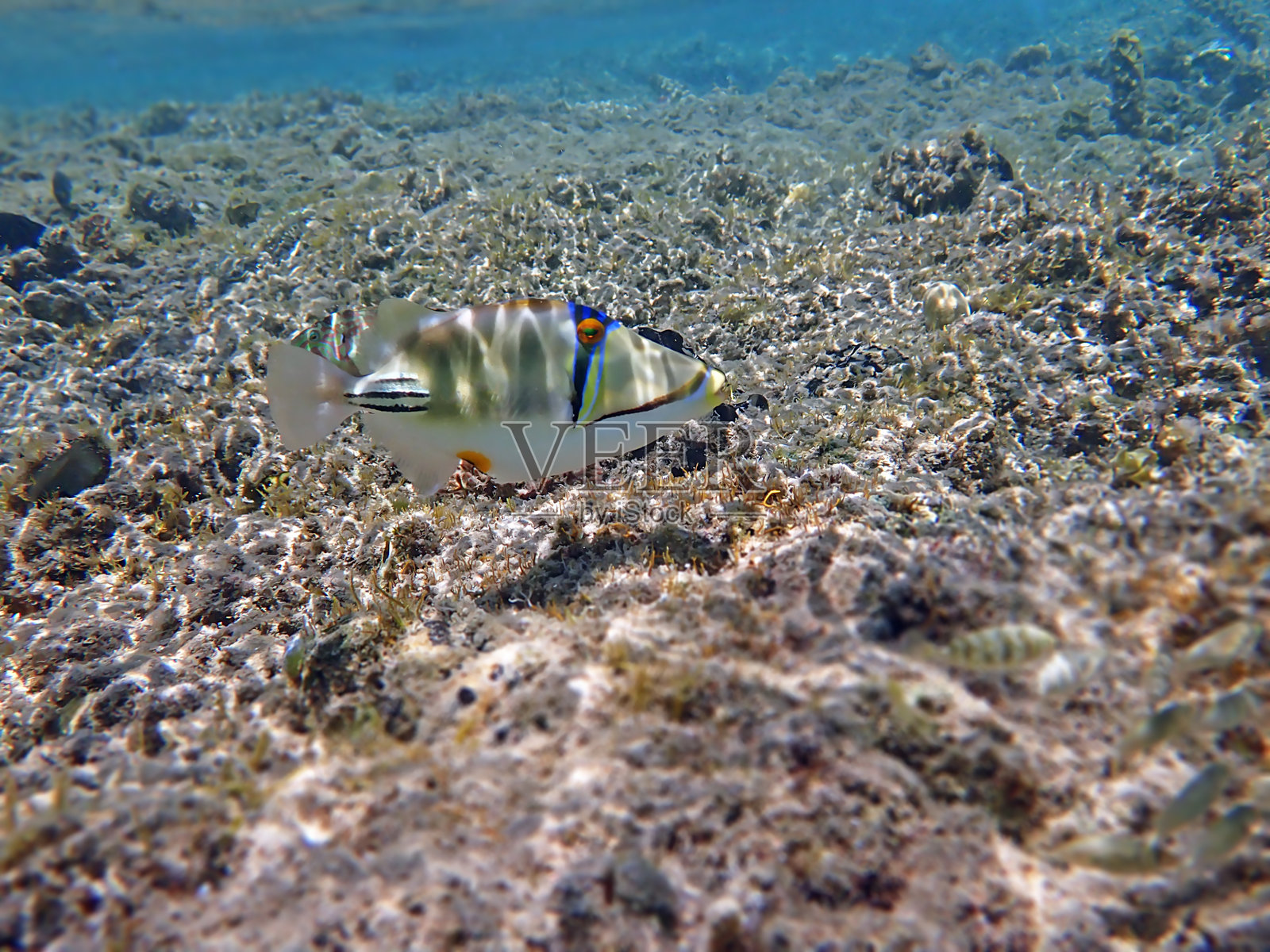 阿萨西毕加索鱼 - Rhinecanthus assasi照片摄影图片