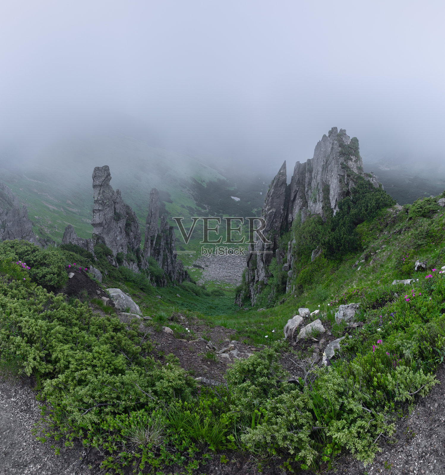 雾蒙蒙的早晨.. 山脉风景。草地被晨雾笼罩。自然风光。照片摄影图片