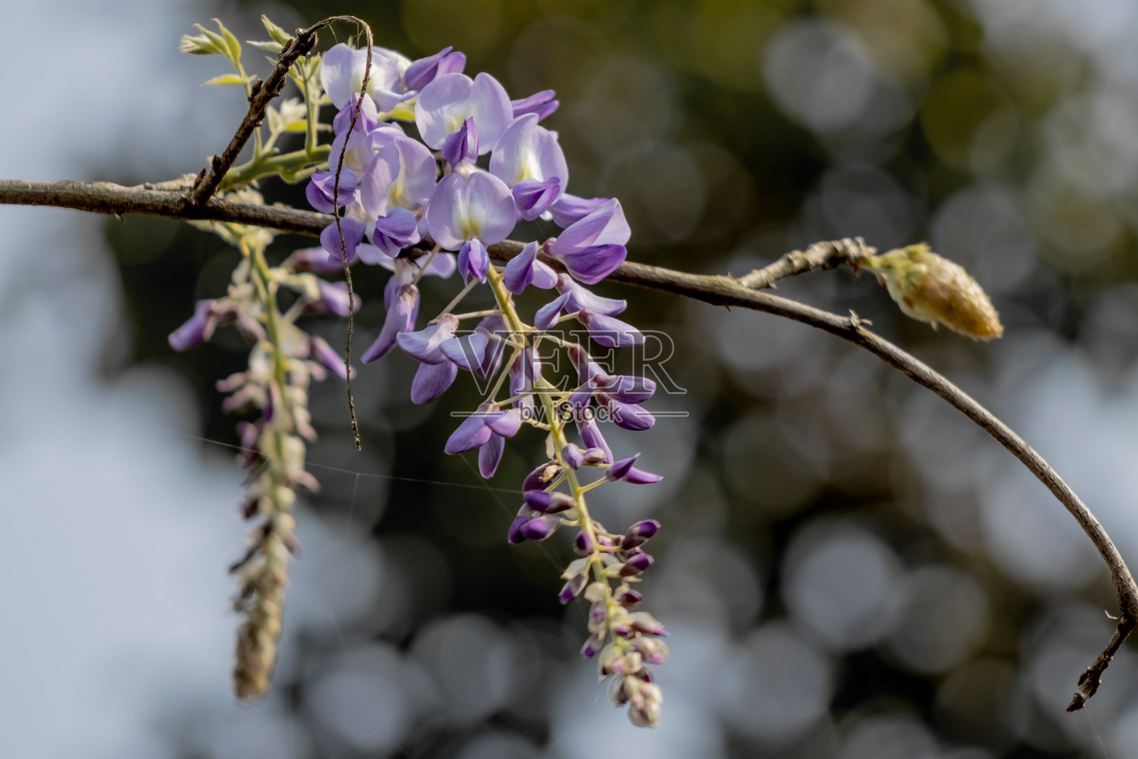 紫藤 / 紫藤 / 中国紫藤 / 日本紫藤 / 藤架 / 紫色紫藤 / 紫藤花 / 紫藤（学名：Wisteria sinensis）照片摄影图片