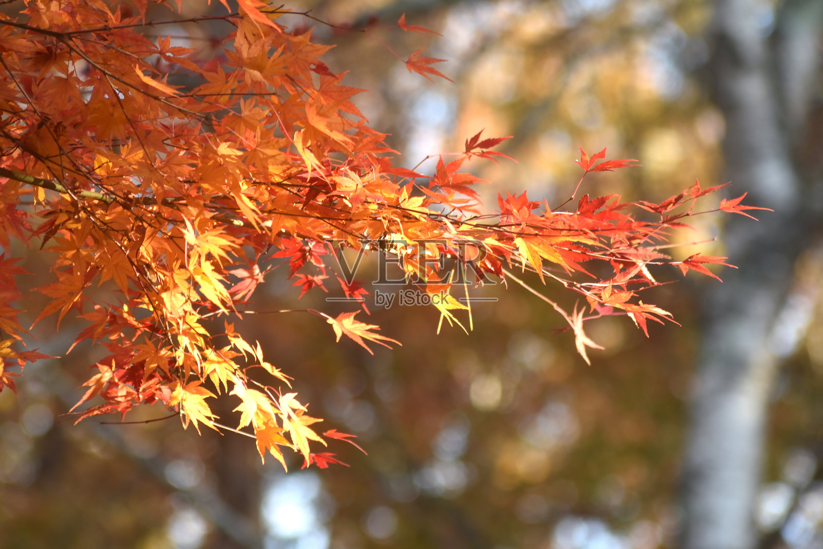 秋天的落叶照片摄影图片