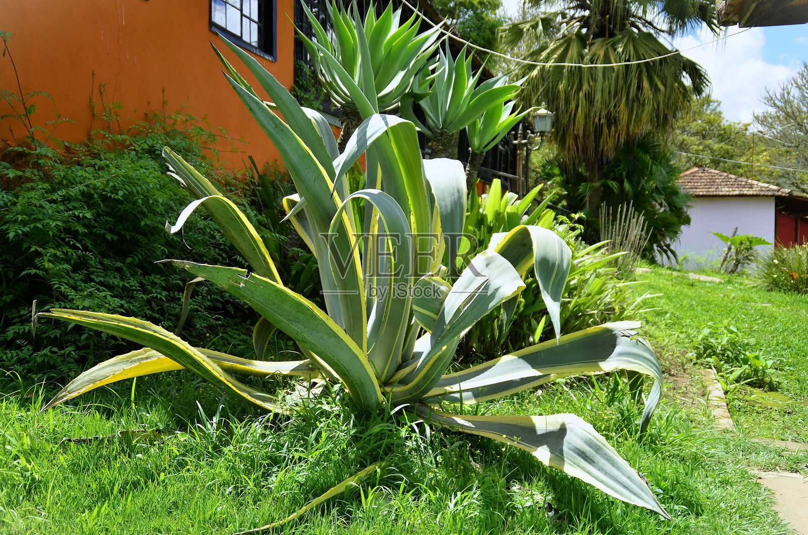 一株美丽的美国斑叶龙舌兰在花园中生长照片摄影图片