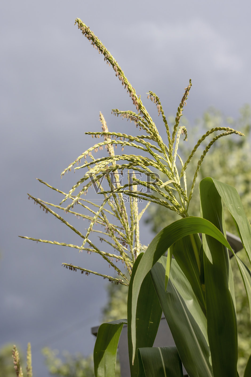 在亚利桑那州夏季，玉米秆与其他植物和绿植共同生长。照片摄影图片