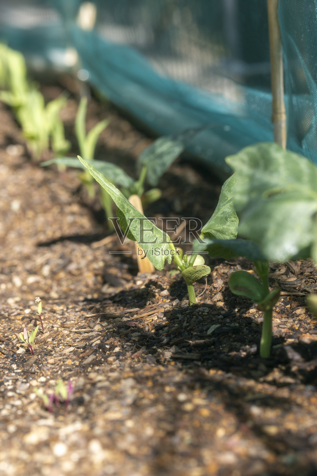 亚利桑那州春天发芽的幼小利马豆照片摄影图片