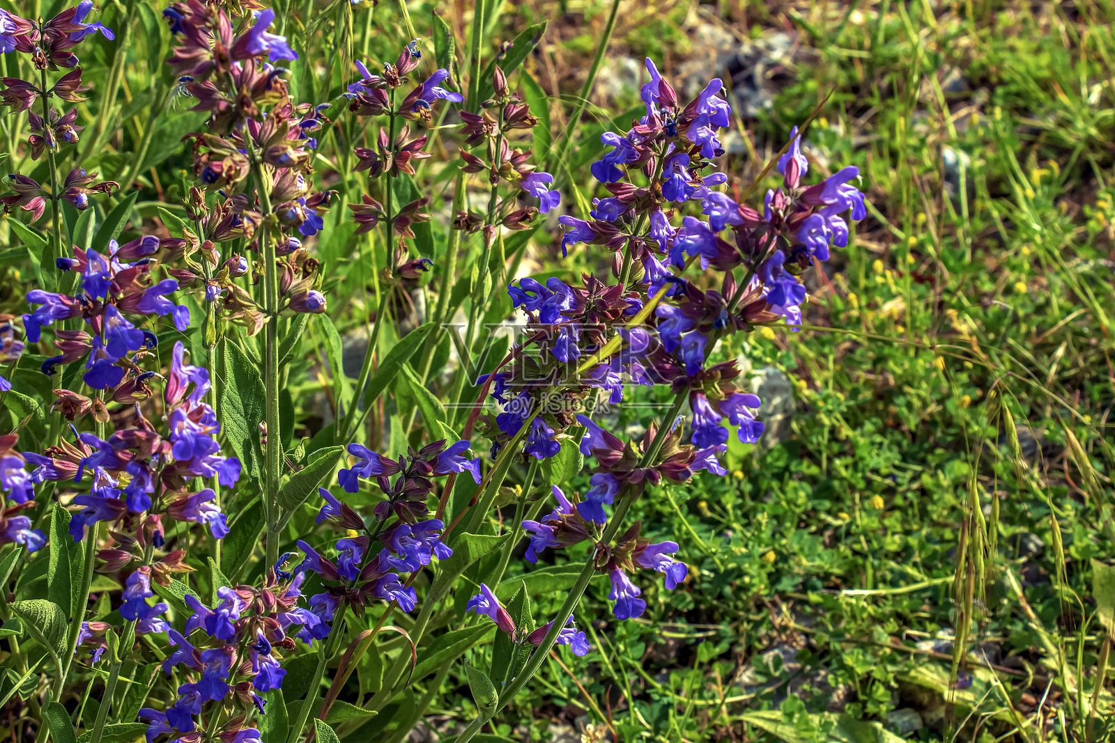 拉丁名为Salvia officinalis L的鼠尾草是最古老的药用植物之一。照片摄影图片