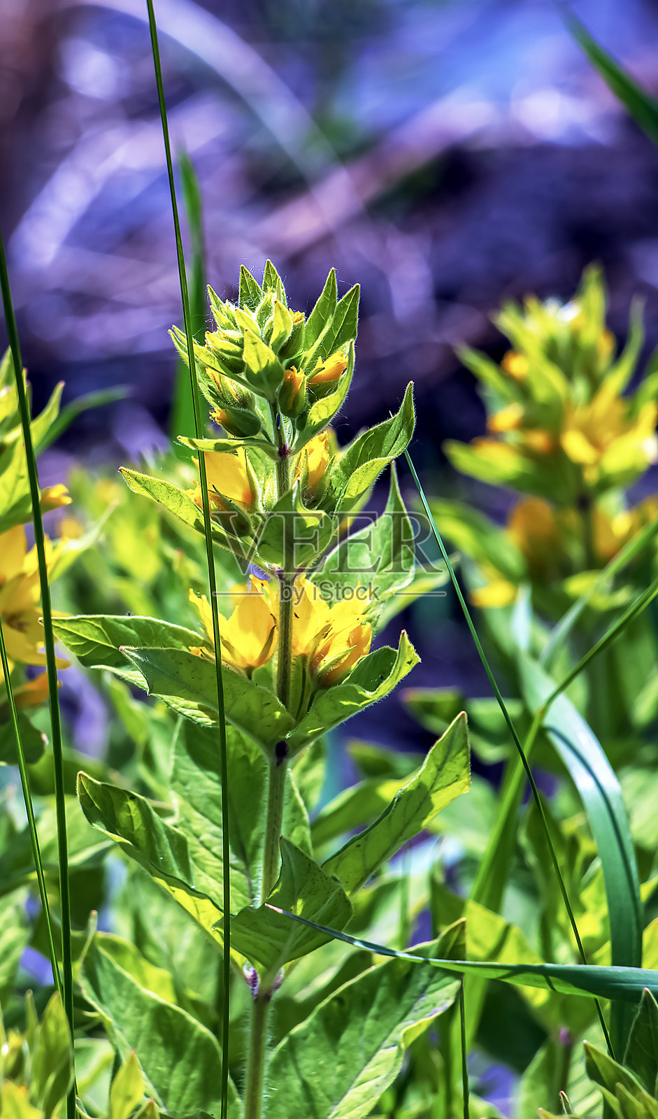 五月的黄花菜。拉丁文名为Lysimachia punctata。照片摄影图片