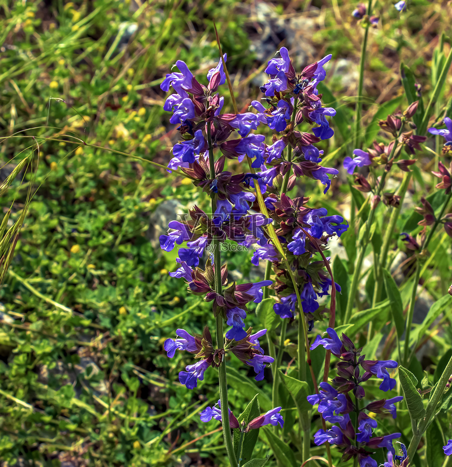 拉丁名为Salvia officinalis L的鼠尾草是最古老的药用植物之一。照片摄影图片