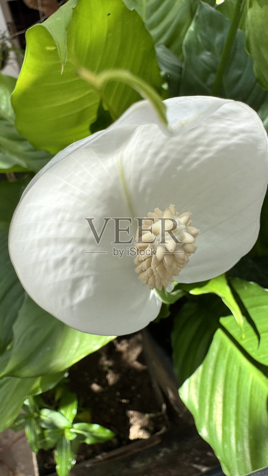 白色花朵特写照片摄影图片