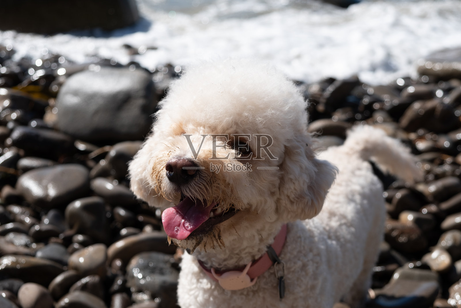 海边的狗照片摄影图片