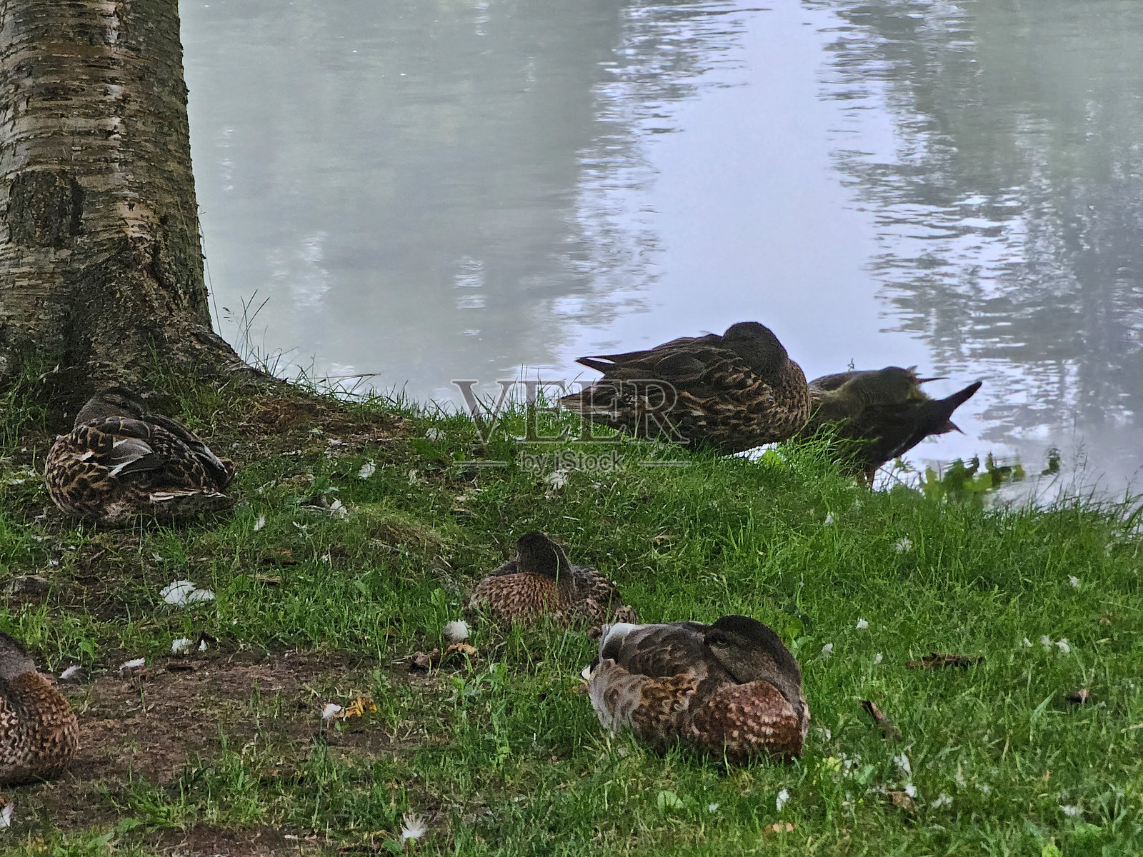鸭子在海岸边睡觉照片摄影图片