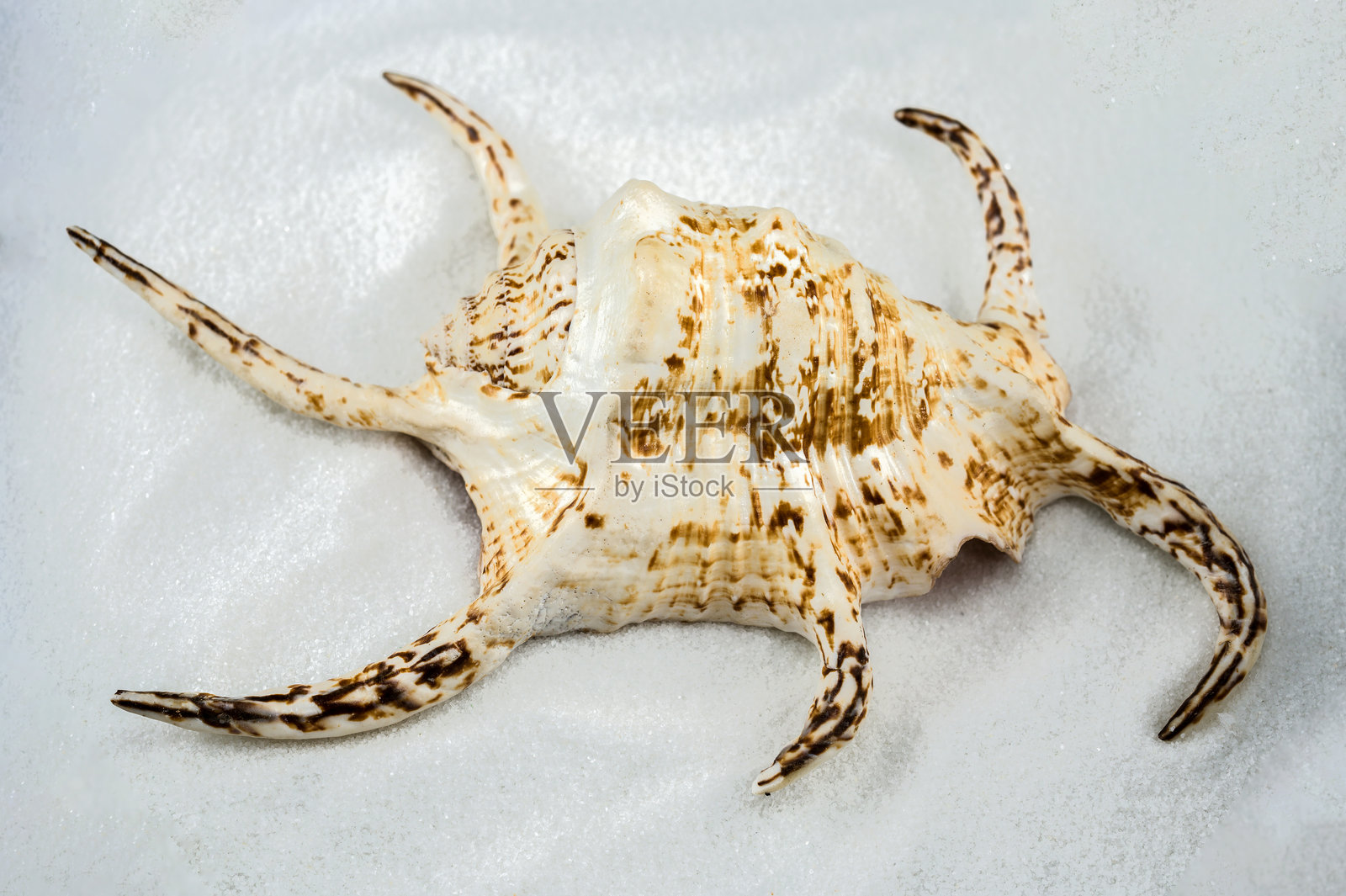 白沙上的尖刺海贝壳照片摄影图片