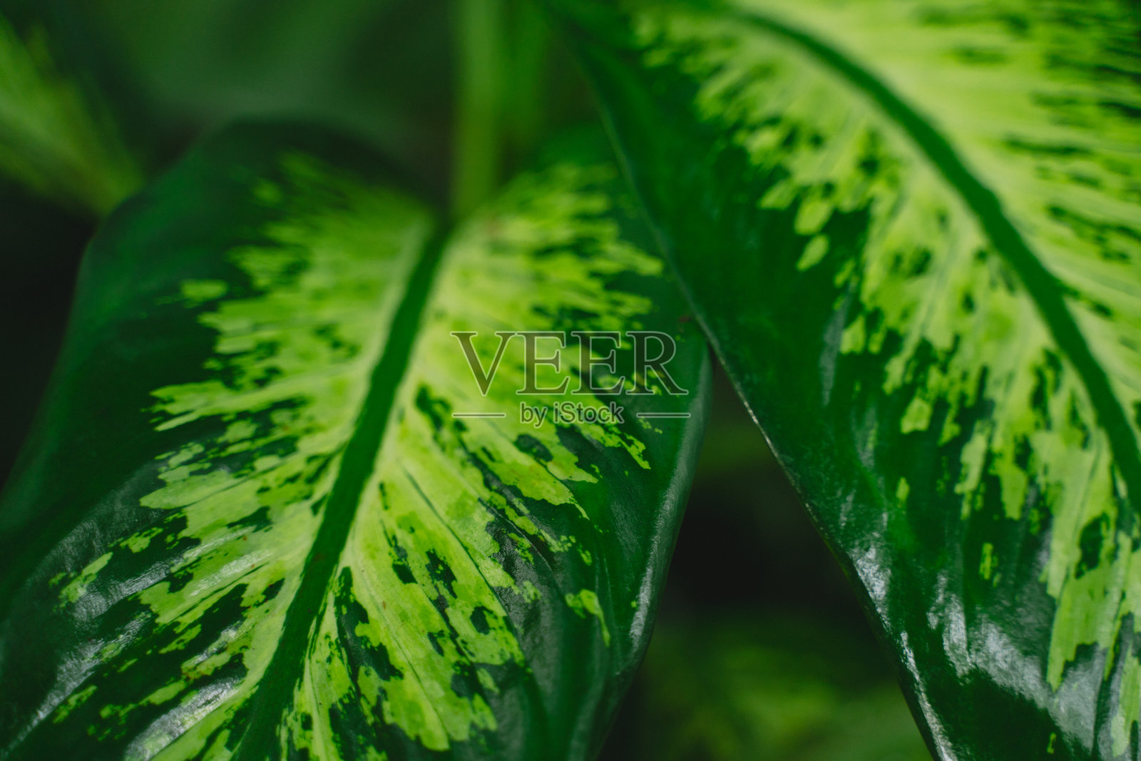 在郁郁葱葱的雨林背景中，一片生机勃勃的热带叶子展开，体现了大自然的狂野之美和周围丛林植物生命的丰富多样性。照片摄影图片