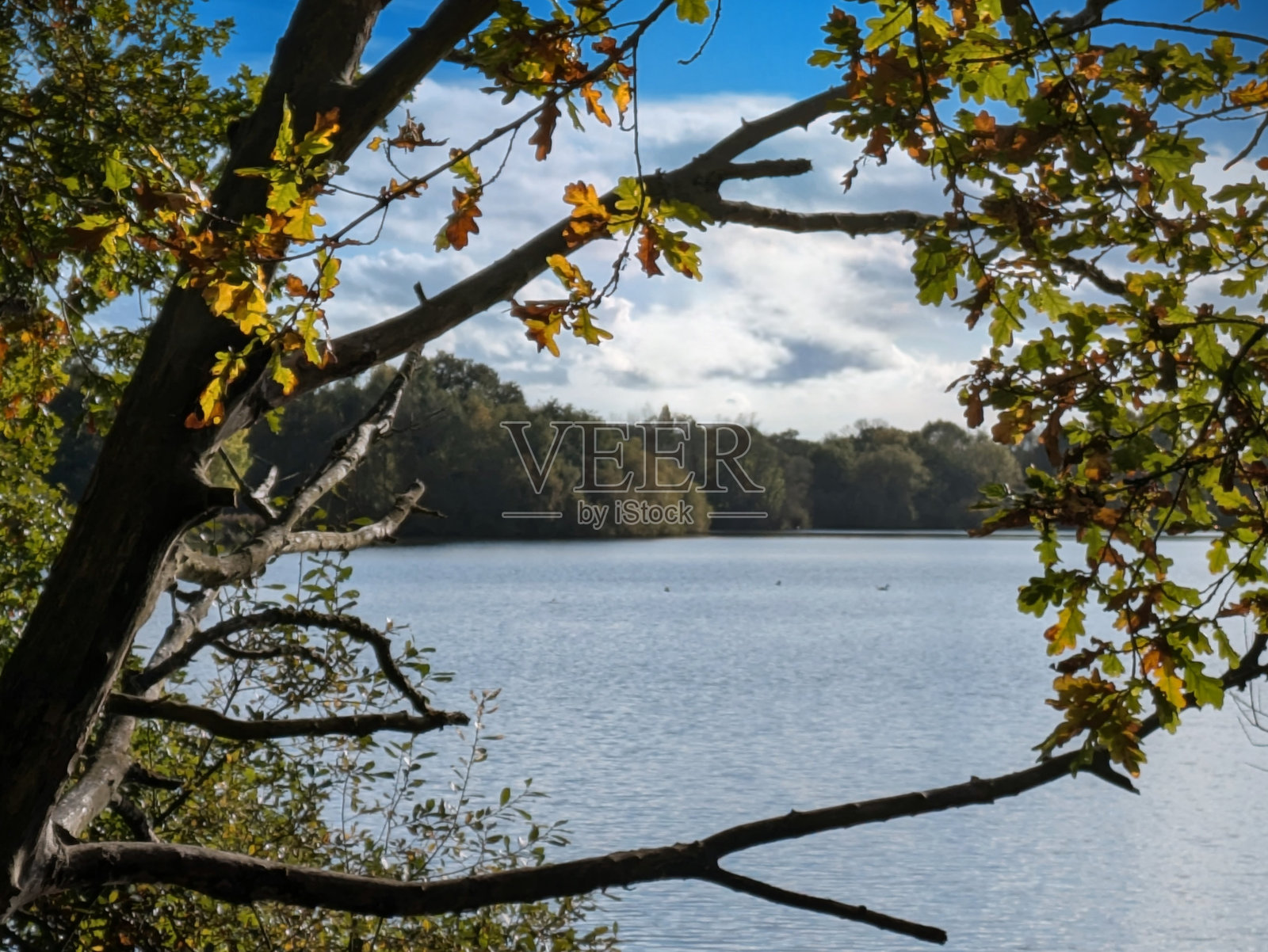 透过树枝观察照片摄影图片