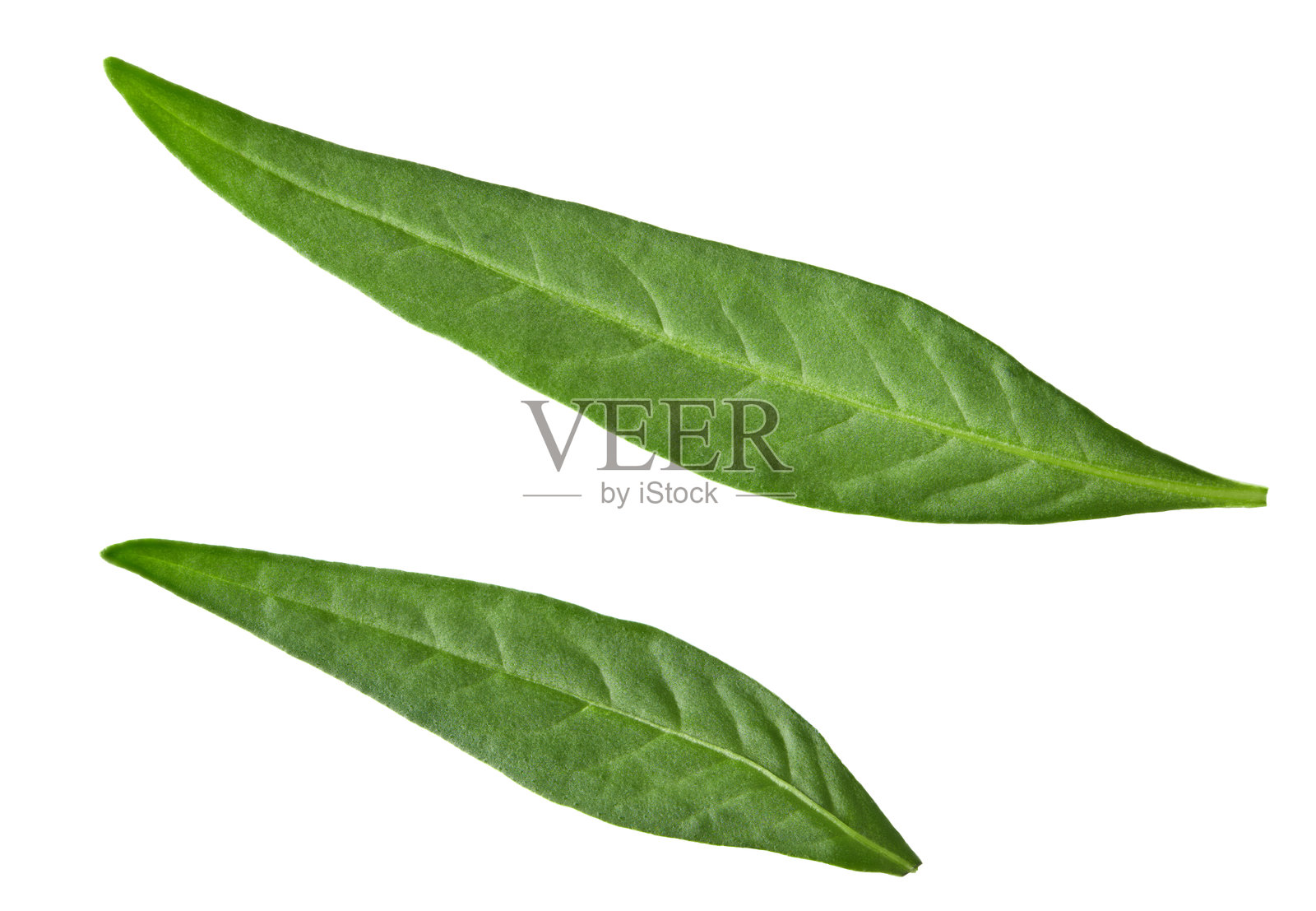 荔枝叶子孤立在白色背景上。剪切路径照片摄影图片