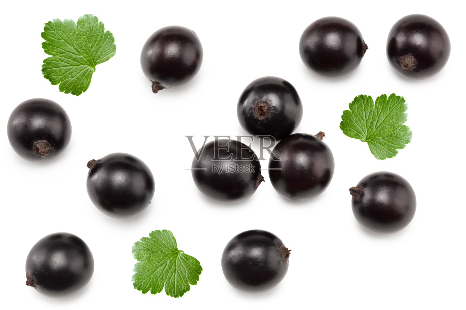 黑加仑与绿叶在白色背景上，带有抠图路径。照片摄影图片