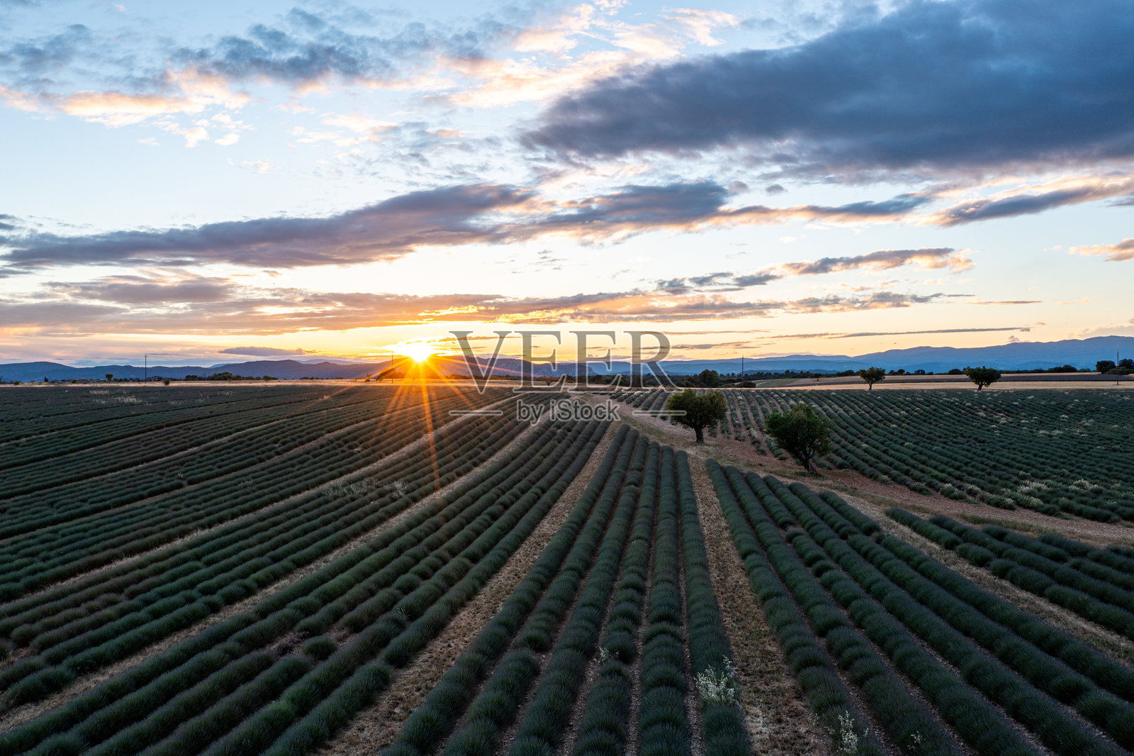 普罗旺斯-阿尔卑斯-蓝色海岸的薰衣草田滚滚起伏的山丘照片摄影图片