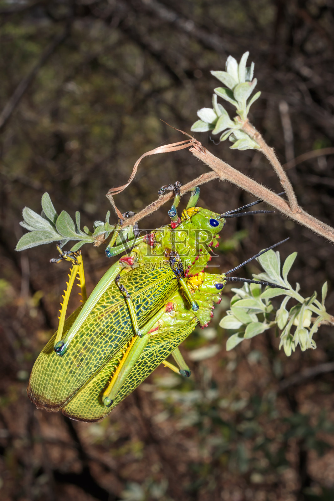 绿色奶草蝗坐着（Phymateus viridipes），开普敦照片摄影图片