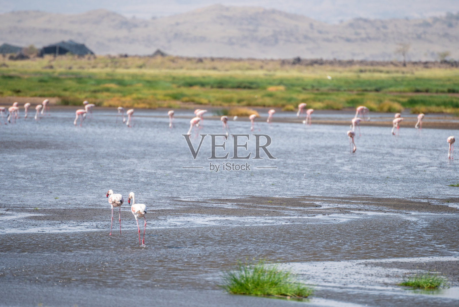 坦桑尼亚纳特龙湖，水中一群火烈鸟，背景是山脉。照片摄影图片