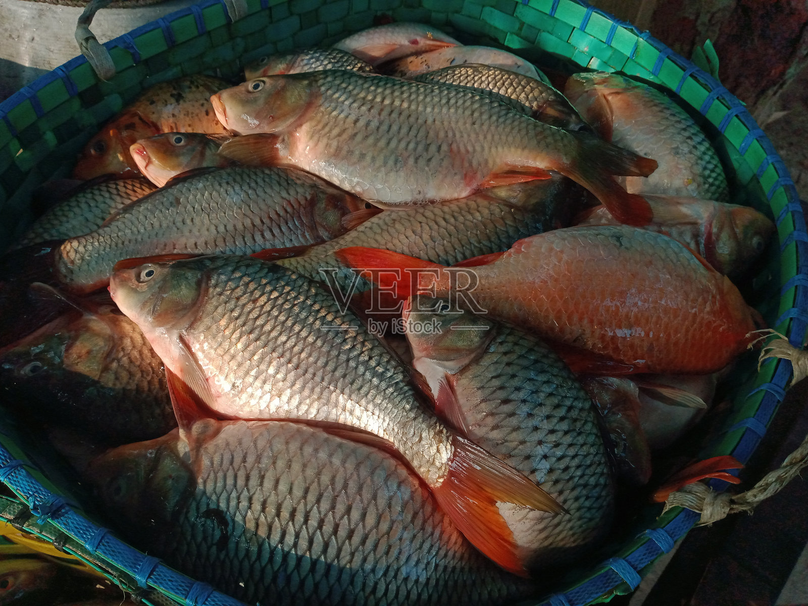 篮子里的鲤鱼。鲤鱼（Cyprinus carpio）。孟加拉国的卡尔夫鱼。照片摄影图片