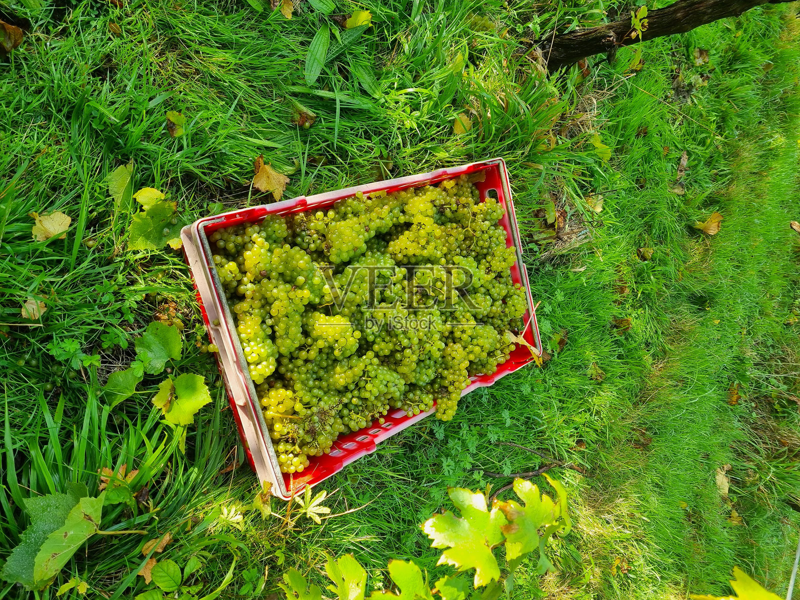 采摘的葡萄照片摄影图片