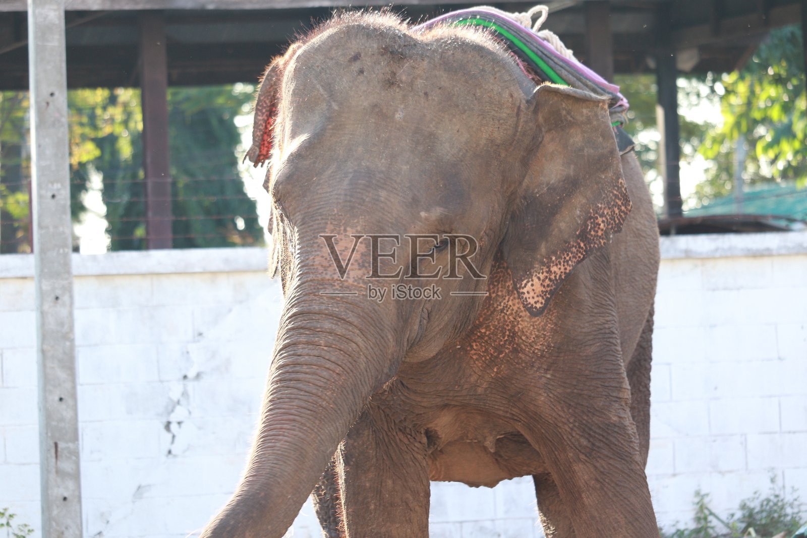 老象照片摄影图片
