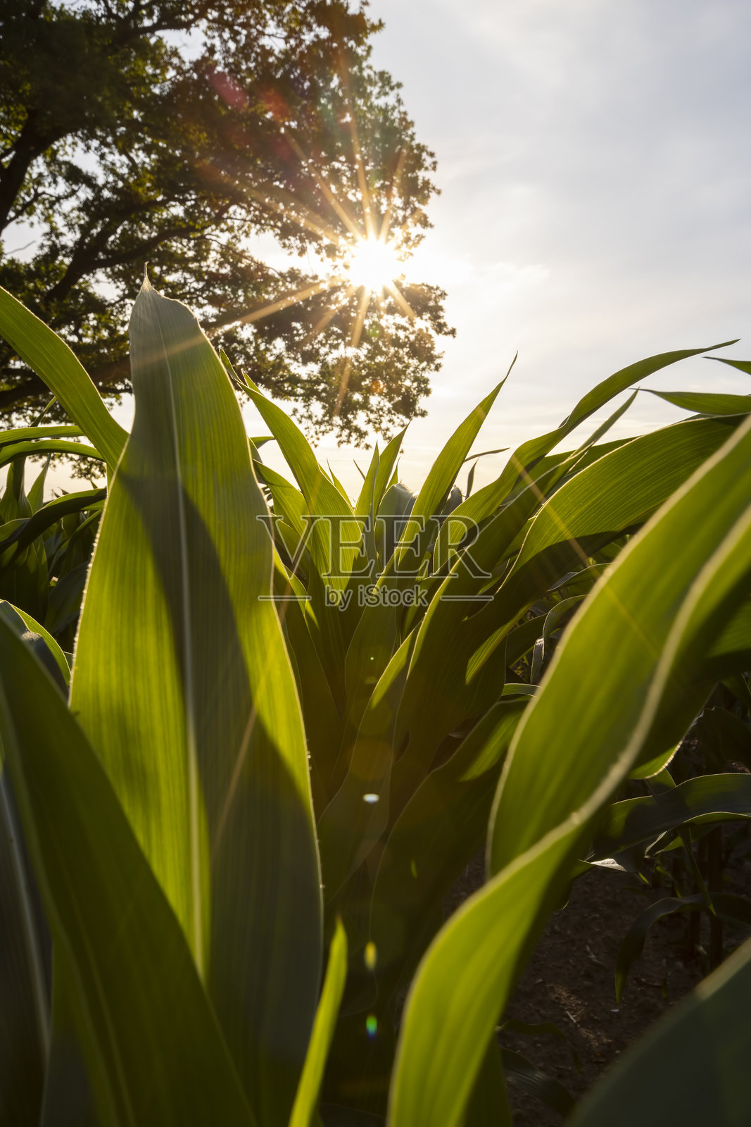 一棵绿色的橡树在绿色的玉米地上，背景是蓝色的天空。照片摄影图片