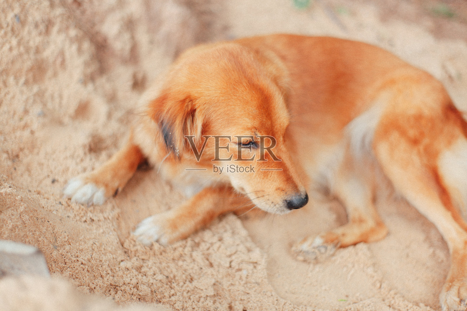 可爱的流浪狗照片摄影图片