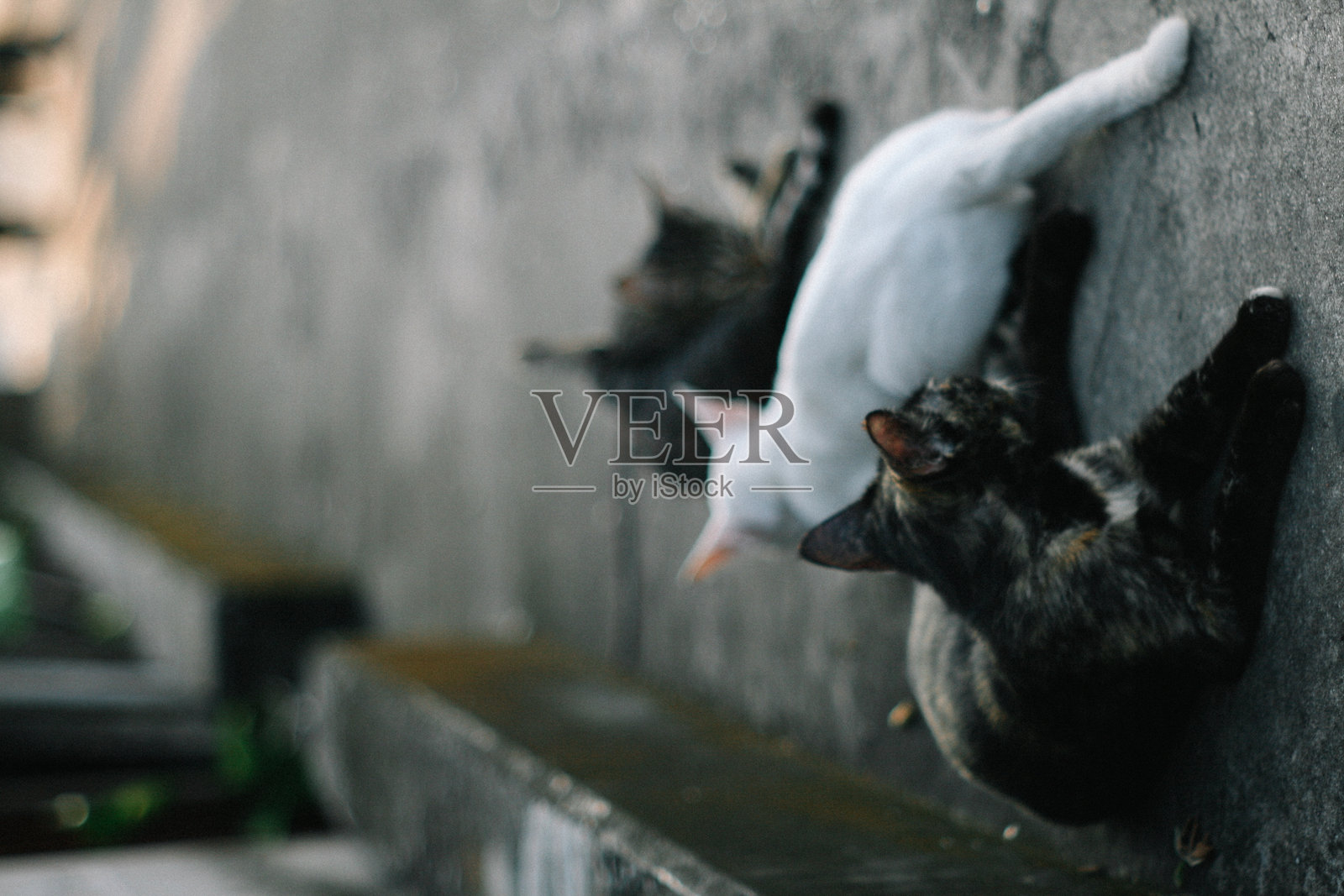 流浪猫照片摄影图片