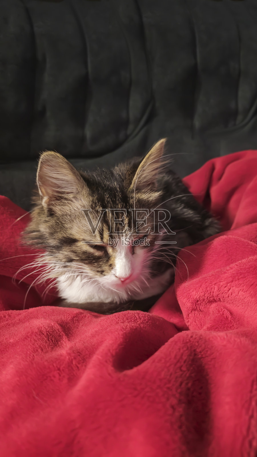 灰色毛茸茸的家猫，黄绿色的眼睛。宠物。顽皮的心情。照片摄影图片