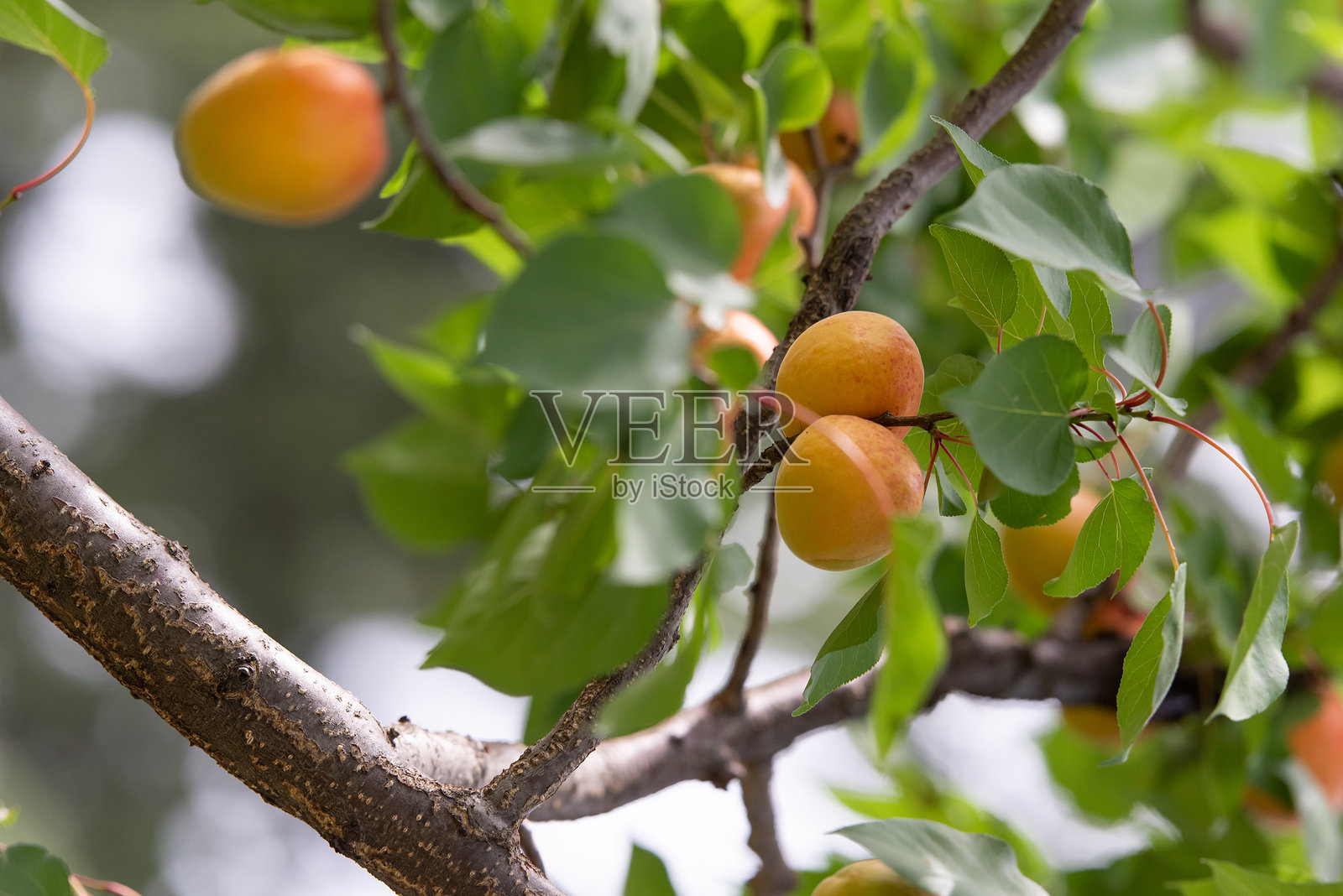 成熟的杏子在果园里照片摄影图片