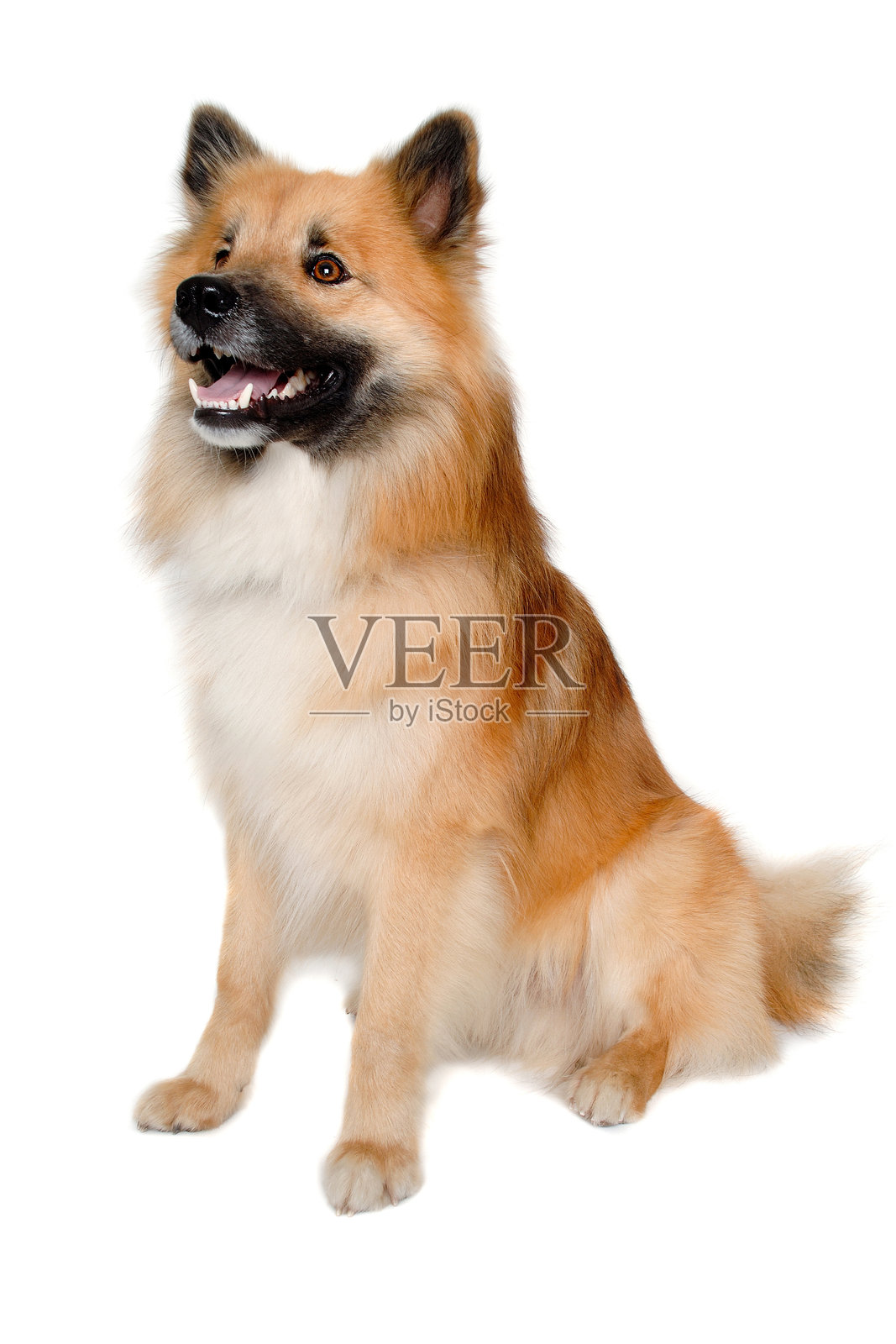 快乐的欧亚犬照片摄影图片