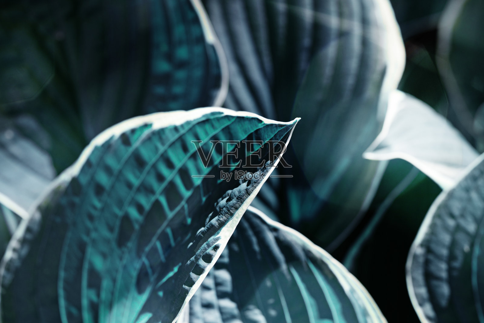 深蓝色青色叶子特写纹理，宽叶万年青植物叶子自然背景，具有有机形状的植物图案，自然美的俯视风景，季节性的生动场景，生态概念照片摄影图片