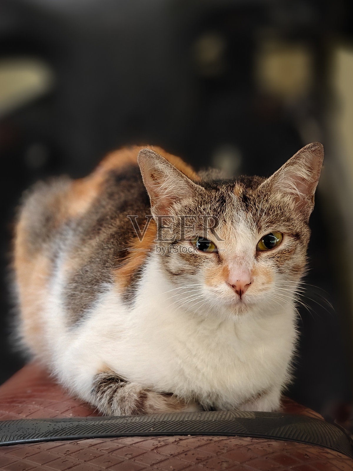 午后小憩照片摄影图片