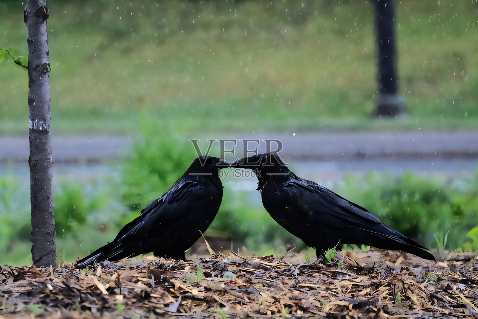 两个乌鸦在雨天对视照片摄影图片