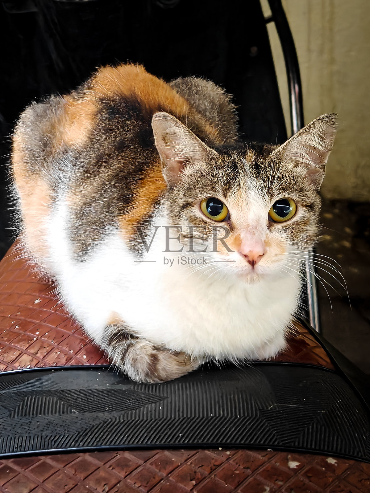 休息照片摄影图片