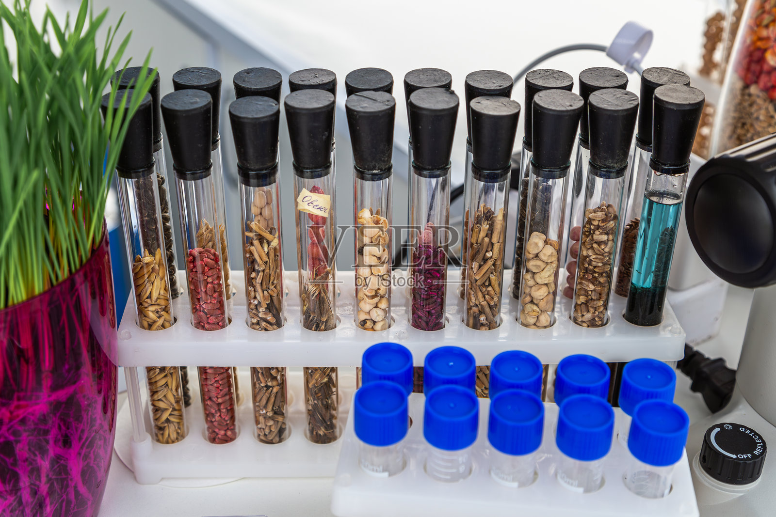 透明试管中的处理过的向日葵种子、玉米、豌豆、大豆和谷物。照片摄影图片