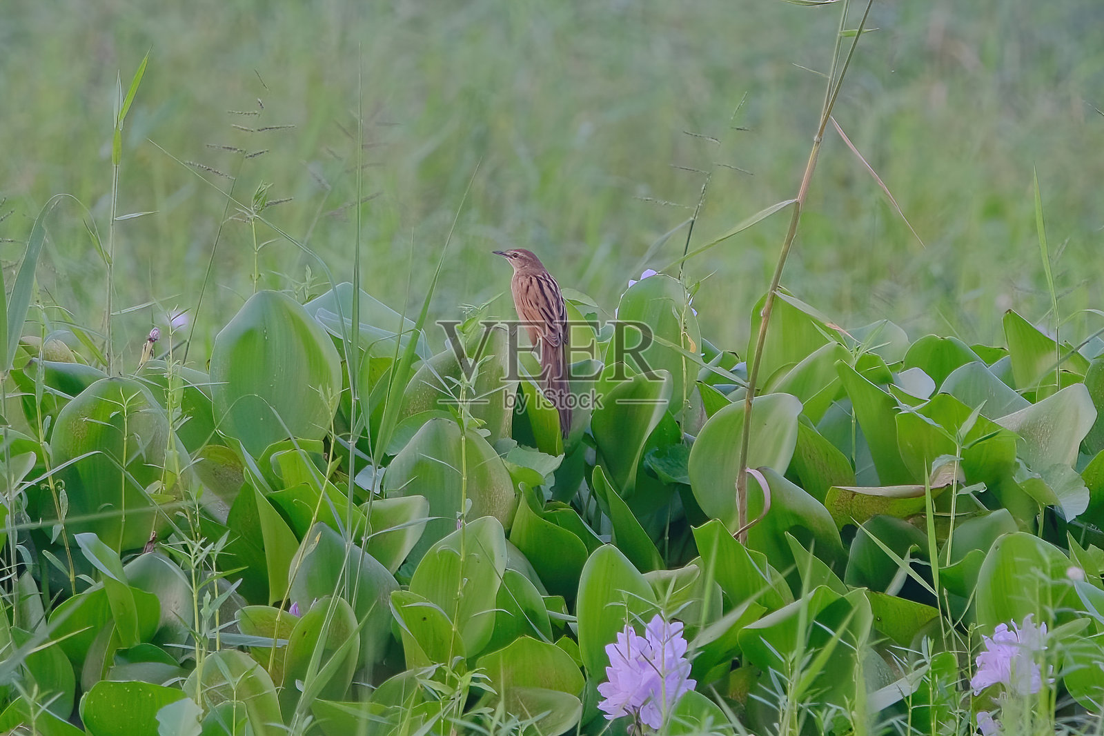 条纹草鸟照片摄影图片
