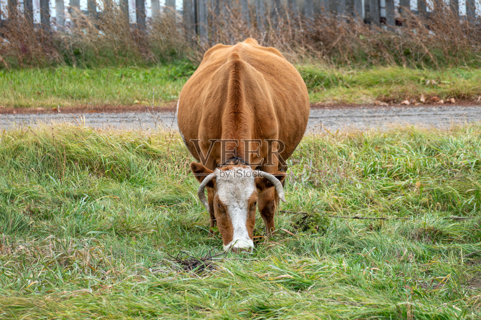 一头棕白相间的牛在田野中，背景是房屋。照片摄影图片
