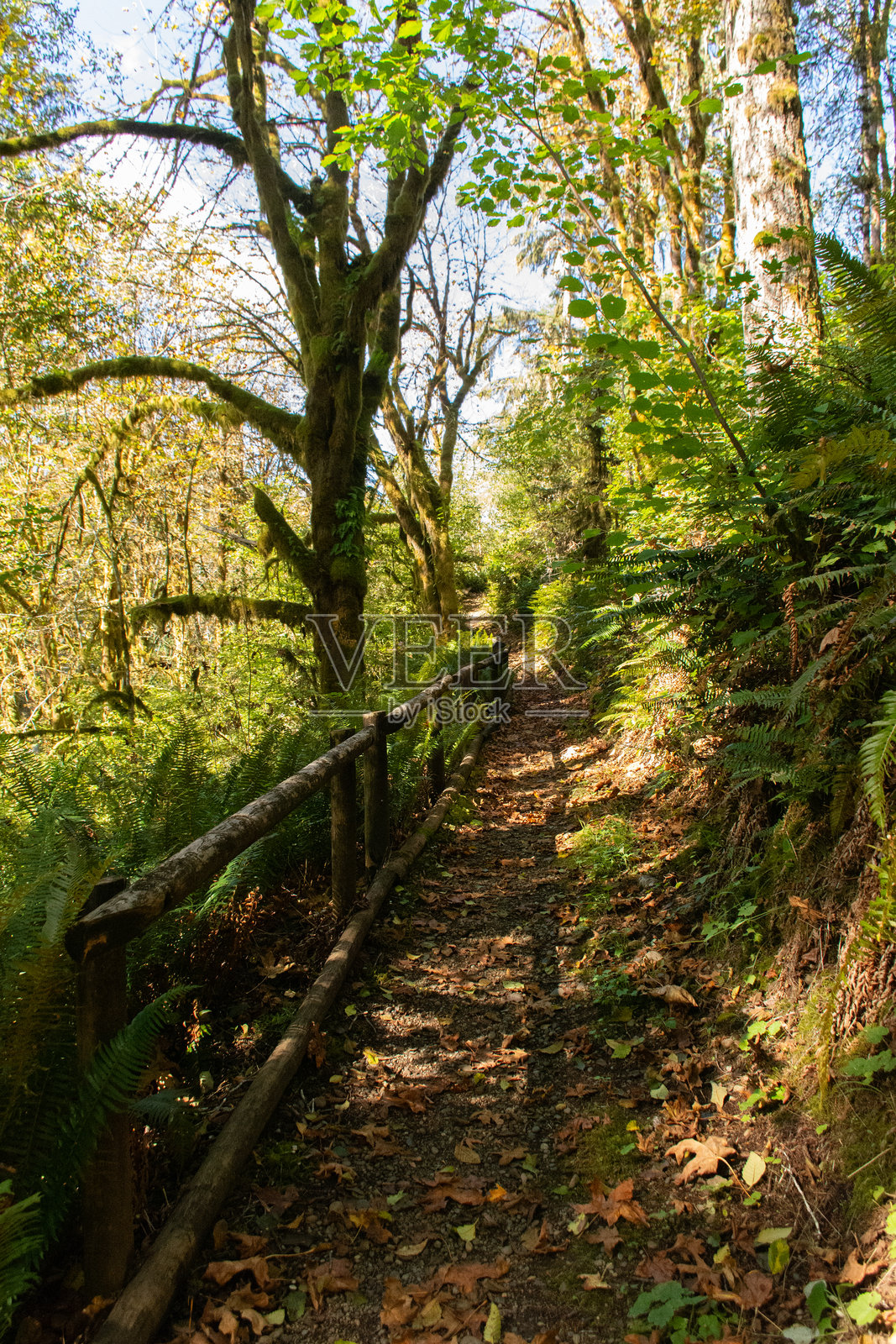 阴影中的森林小径，配有木栅栏和郁郁葱葱的树叶照片摄影图片