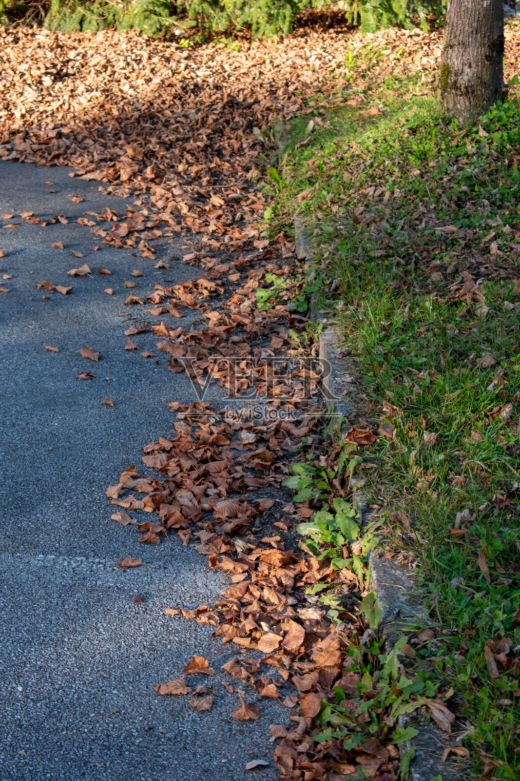 秋天的落叶与地面上的绿色植物，富有创意的自然概念。色彩斑斓的季节表现。照片摄影图片