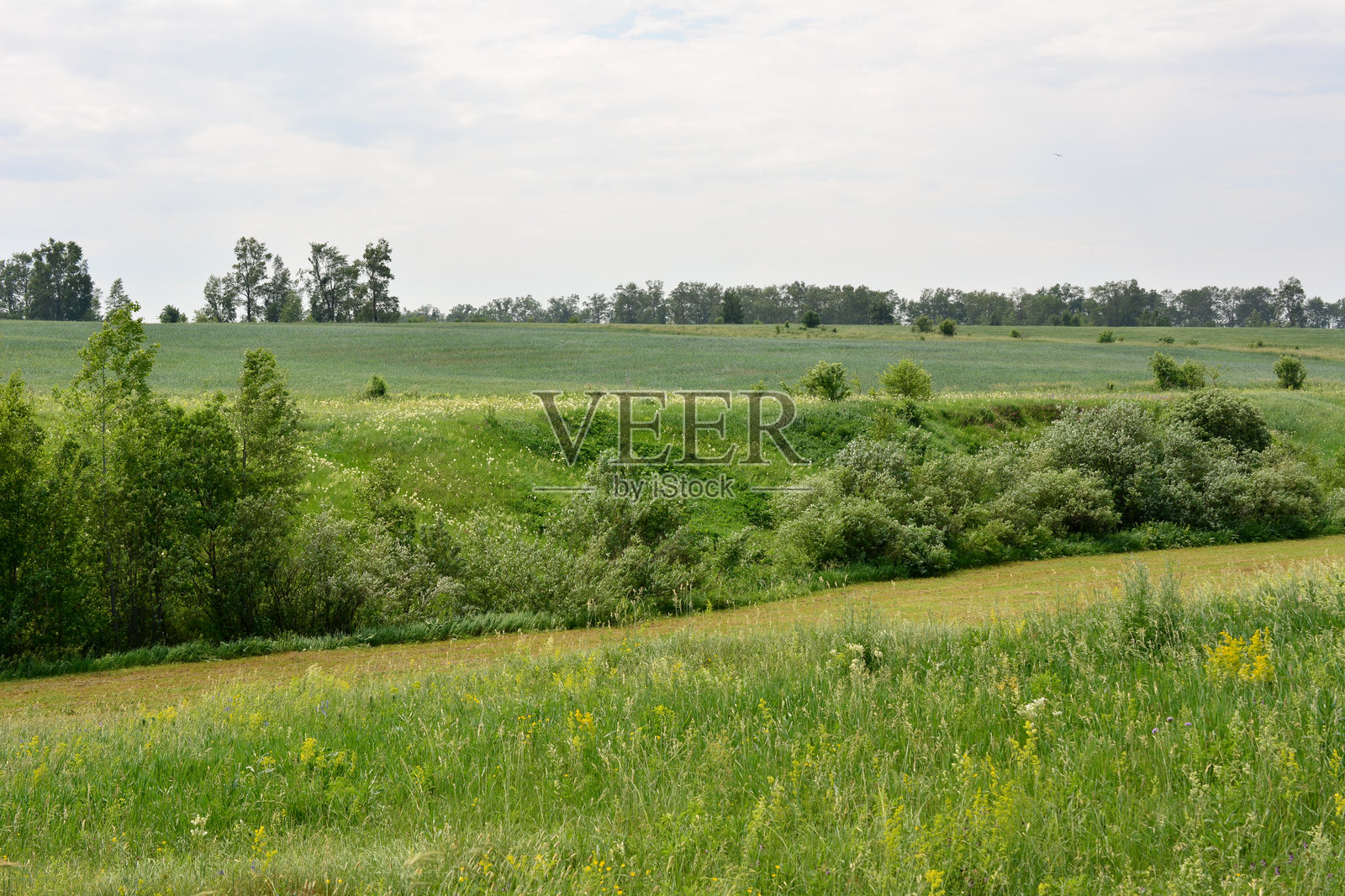 一座绿色的山丘，背景有一片田野和几棵树。照片摄影图片