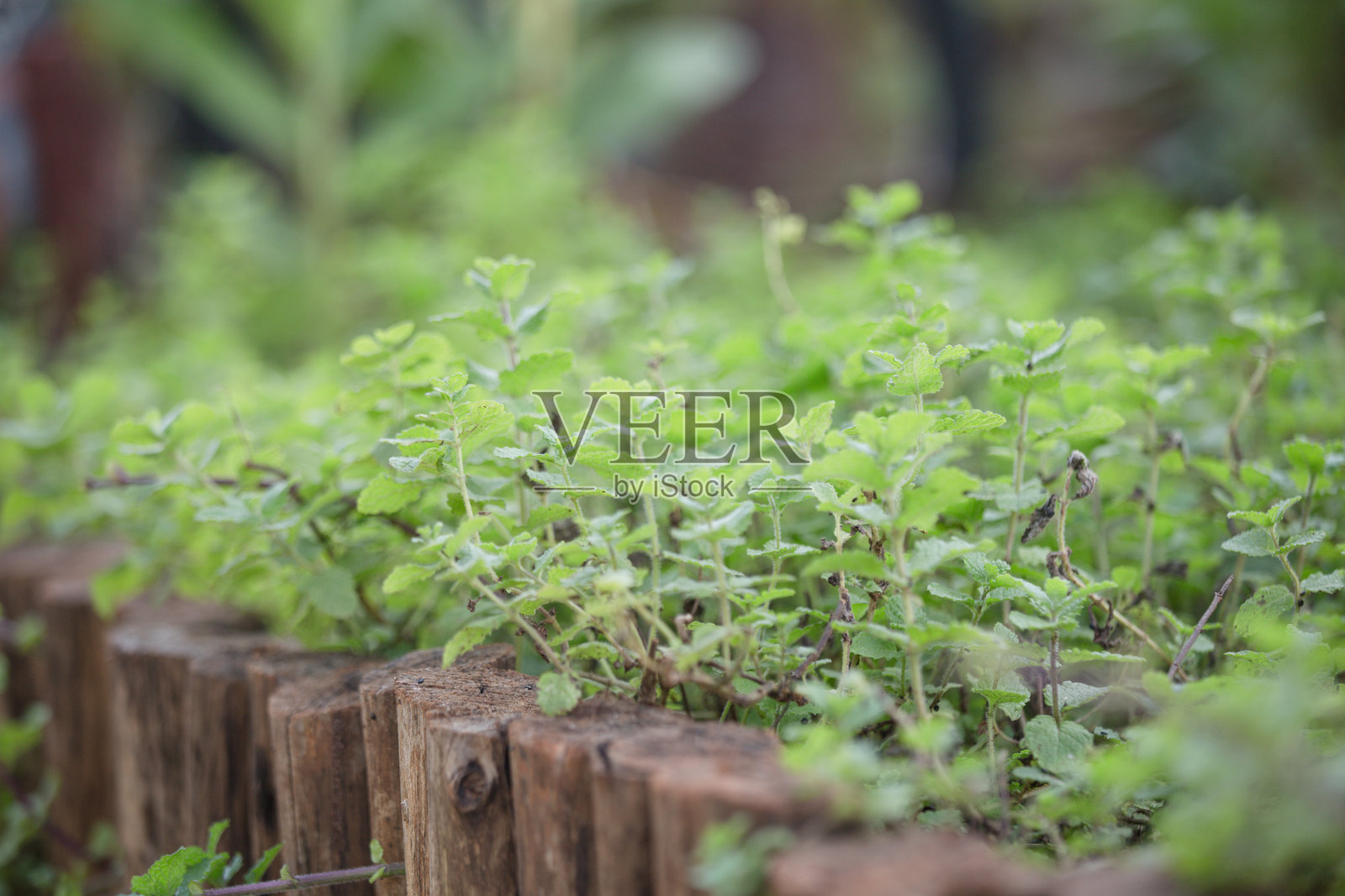 郁郁葱葱的农田，种植着绿色薄荷植物的草药床照片摄影图片