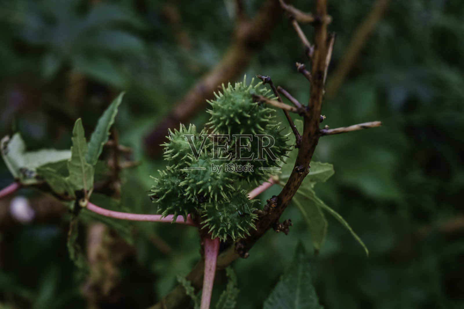 树上生长的植物特写照片摄影图片