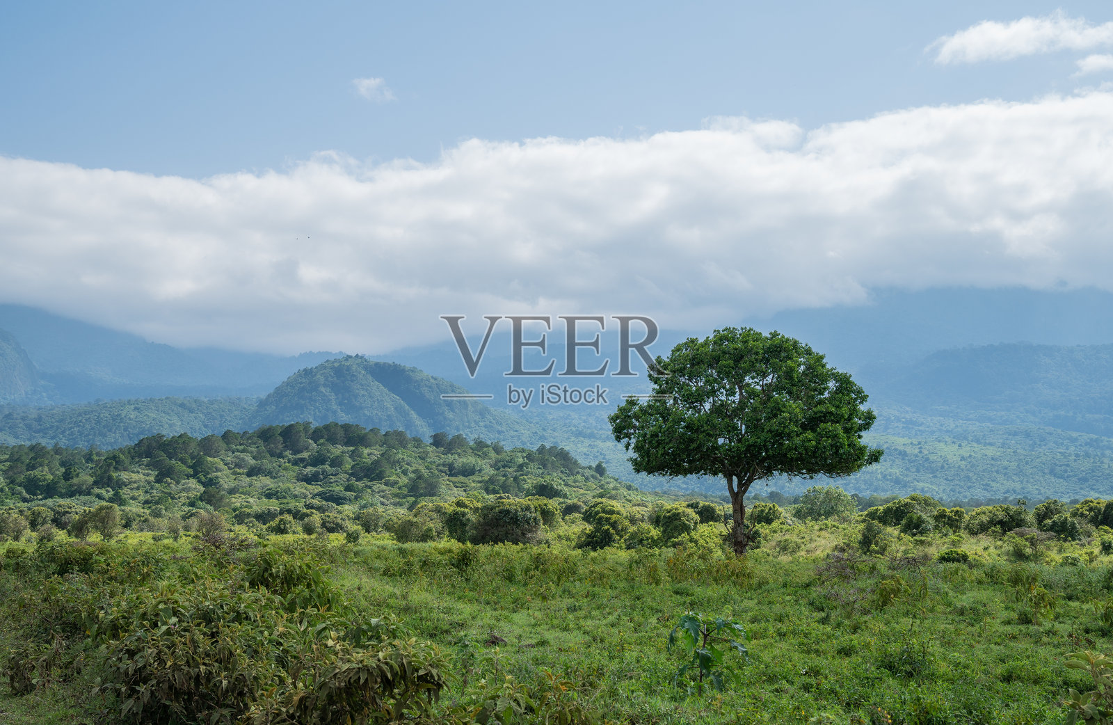 坦桑尼亚阿鲁沙国家公园的生机勃勃、郁郁葱葱的绿色森林与山脉照片摄影图片