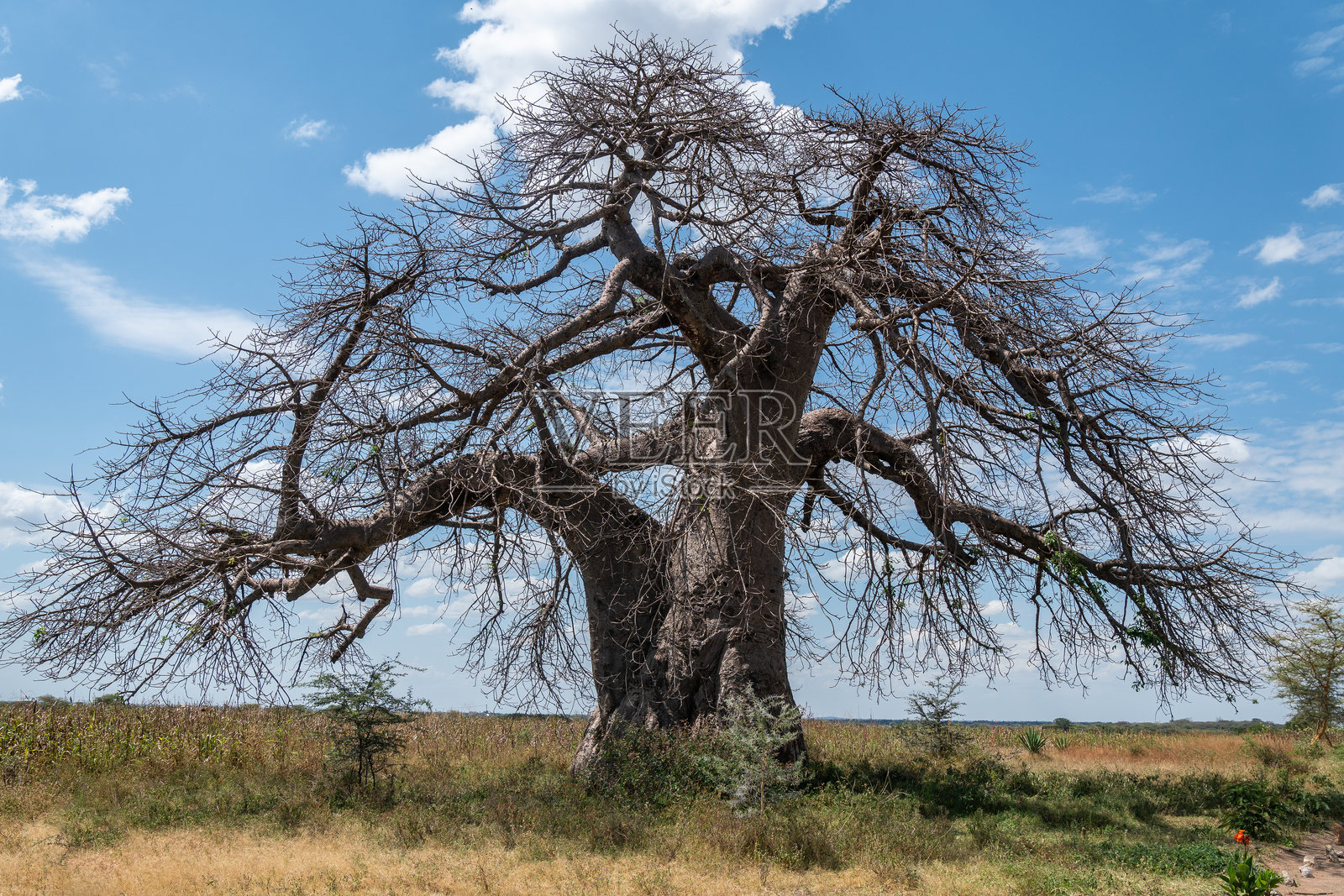 高大的非洲猴面包树，树枝繁多，坦桑尼亚的自然风光照片摄影图片