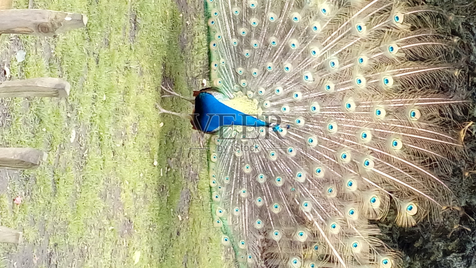 孔雀照片摄影图片