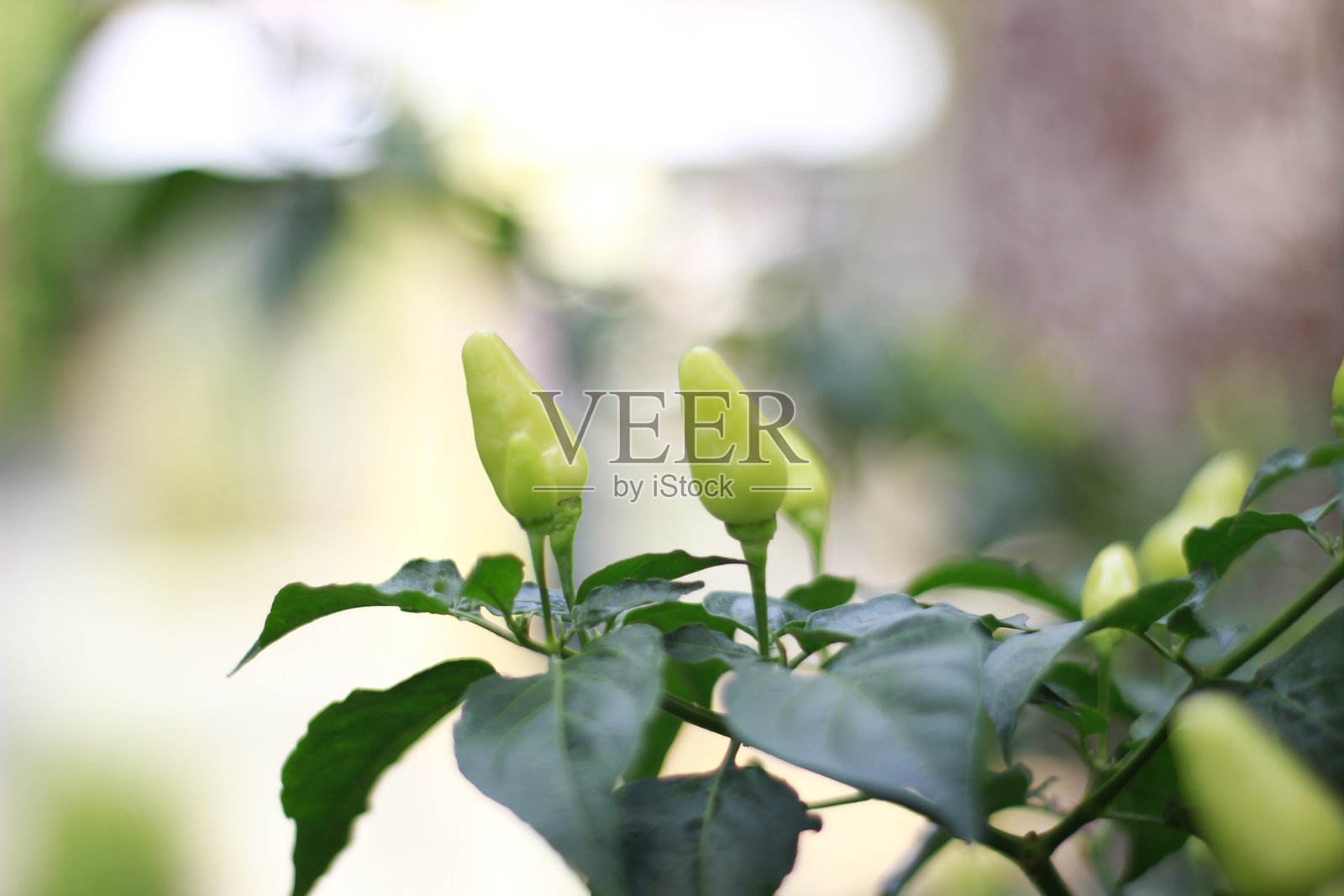 年轻的辣椒 1照片摄影图片