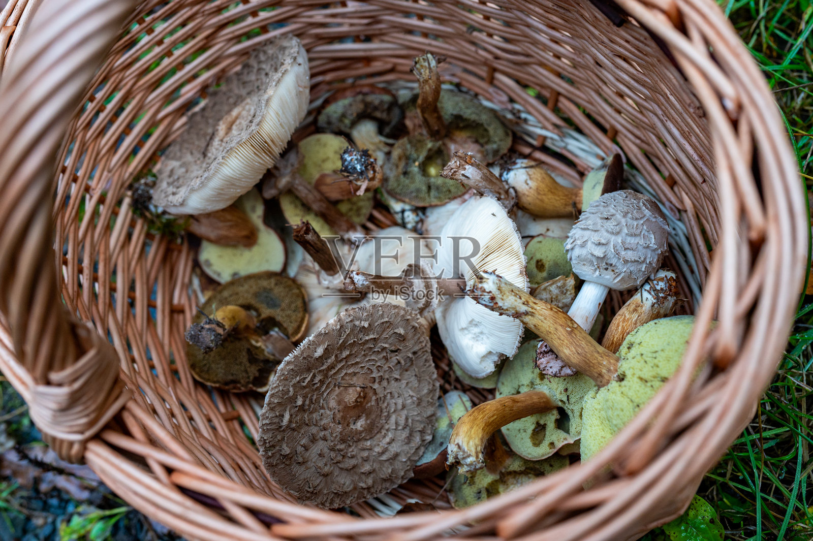 装满从森林采集的可食用蘑菇的柳条篮子照片摄影图片